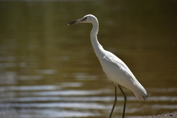 Garza blanca