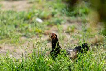 Fighting cocks is eating  waste food on the grass
Fighting cocks is eating  waste food in the nets
