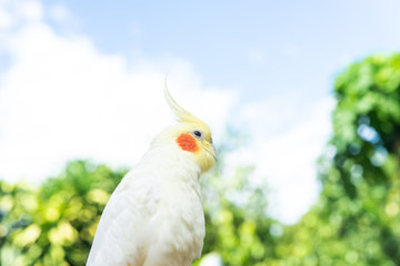 オカメインコ　ルチーノ種