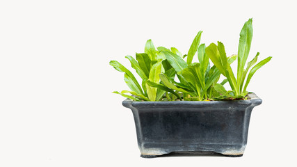 Fototapeta premium Coriander in a black pot that separates it from the white background