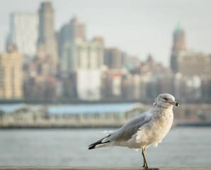 Obraz na płótnie Canvas A White Seagull in New York City, Brooklyn Heights and East River blurred in Background
