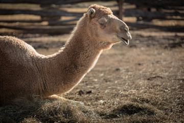Obraz premium Adult Camel sitting on the Ground on Hay, Close-up Portrait