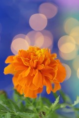 Fototapeta premium Marigold flowers on a bright blue green background .Orange flowers close-up. Summer flowers background.