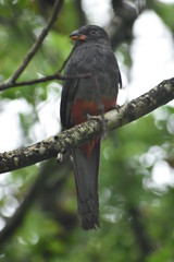 trogon 