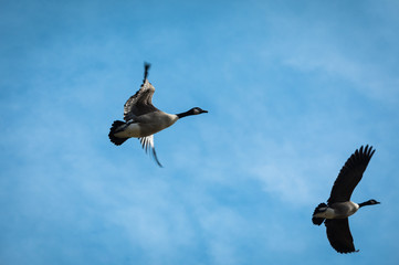 Goose flying by, blue Sky with Clouds