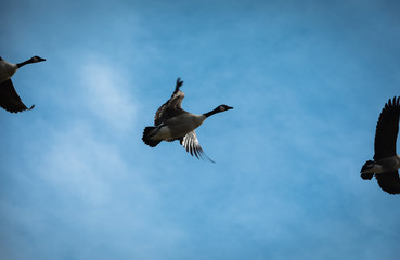 Fototapeta premium Goose flying by, blue Sky with Clouds