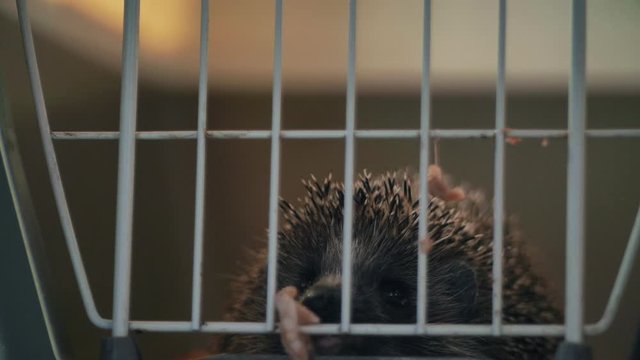 A small hedgehoA small hedgehog is sitting in a cage. He gets his food through the bars, it gets its food by sticking its tongue and paw.