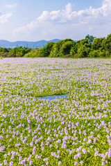 Common water hyacinth blossom, a sea of flowers in Hong Kong