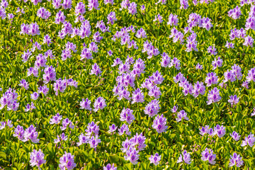 Common water hyacinth blossom, a sea of flowers in Hong Kong