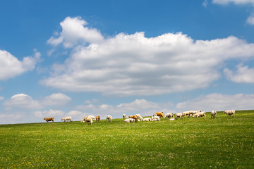 Cows on green pasture under blue sky with clouds © Jaroslav Machacek