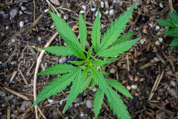 Growing cannabis organic 