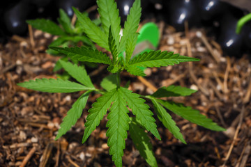 Growing cannabis organic 