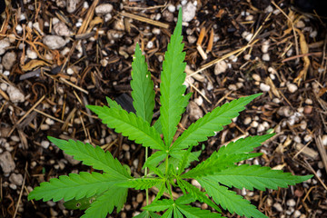 Growing cannabis organic 