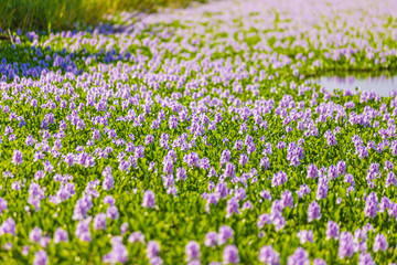 Obraz premium Common water hyacinth blossom, a sea of flowers in Hong Kong