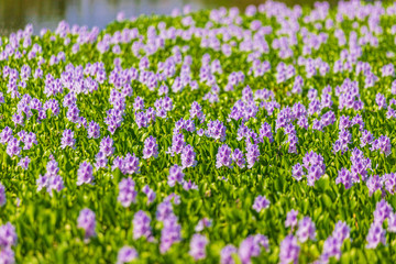 Obraz premium Common water hyacinth blossom, a sea of flowers in Hong Kong
