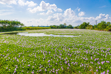 Common water hyacinth blossom, a sea of flowers in Hong Kong