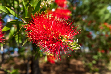 赤い花ブラシノキ