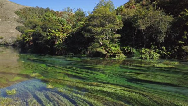 4k left to right panning motion of the crystal clear fast flowing water of the Blue Spring which is a nature fresh water spring and hiking trail of the Te Waihou walkway ,north Island,New Zealand 
