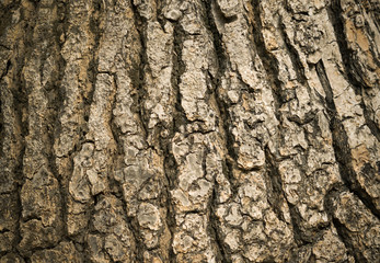Natural texture background of the brown bark of a tree. Wood texture.
