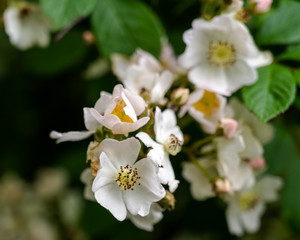 Blackberry blossoms
