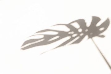Monstera leaf shadow overlay on white wall background. Shadow of tropical leaves on the white wall. Big tropical plants, vines monstera.
