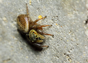 Macro Photography of Jumping Spider on old stone for background