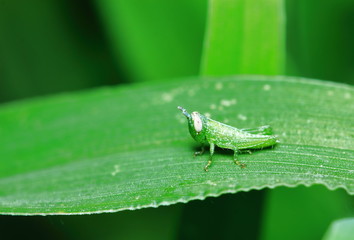green grasshopper is masked among green leaves in sunny