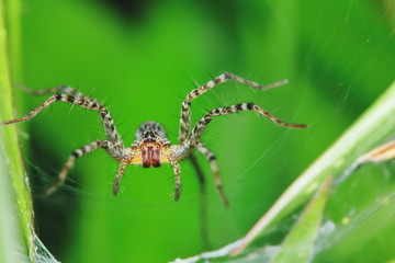 Macro Photography of Jumping Spider on Green Leaf for background