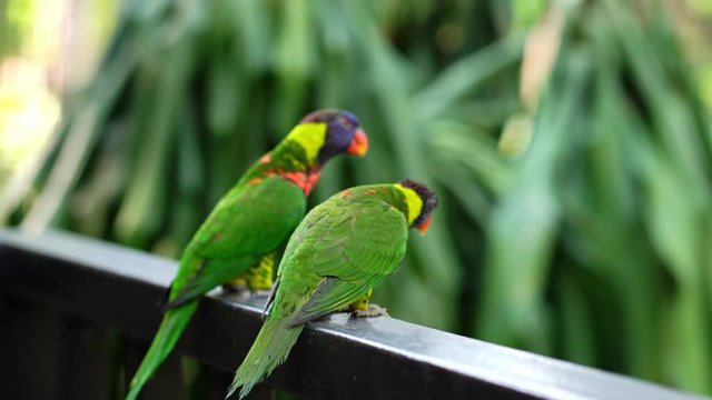 Pair of Rainbow Lorikeet (Trichoglossus moluccanus) nuptial rituals