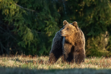 Plakat Female brown bear in sunset light on the forest meadow, Ursus arctos, Slovakia