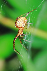 Macro Photography of Jumping Spider on Green Leaf for background