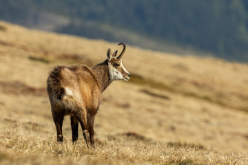 Chamois male standing on the mountain meadow, Rupicapra rupicapra, Slovakia