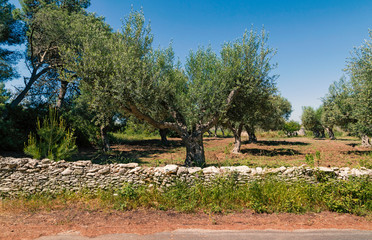 Muretto a secco e campagna con olivi