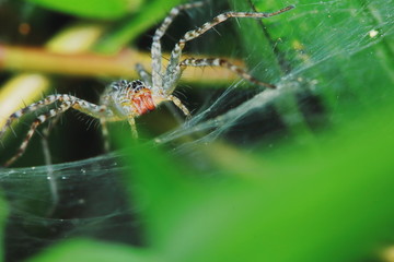 Macro Photography of Jumping Spider on Green Leaf for background