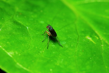 Small fly insects in macro photography on background