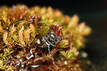 Macro Photography of Jumping Spider on old moss in nature for background