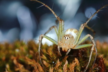 Macro Photography of Jumping Spider on old moss in nature for background