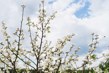 Blossoming of a young apple tree in a field in May