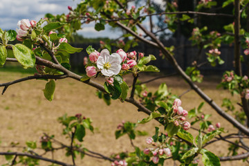 Blossoming of a young apple tree in a field in May