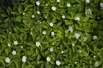 Many white flowers in top view of meadow