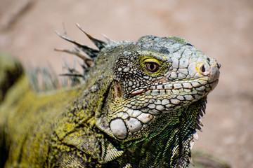 Fototapeta premium Iguana head from one side, green with spines on its back. Close up