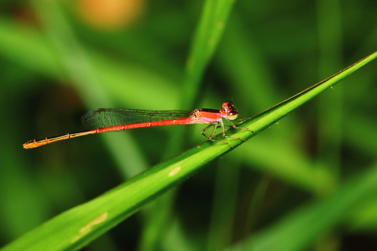 Macro picture of dragonfly in the nature for background