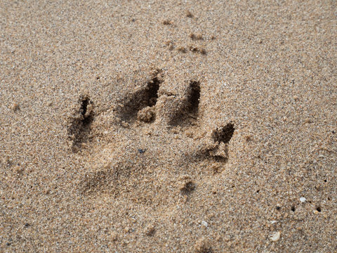 Fußabdruck Hund - Spur im Sand