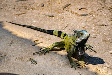 Full green iguana sitting on the floor in the sun, head to tail green and black 