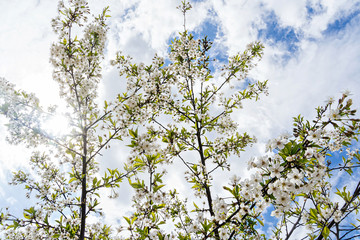 Blossoming of a young apple tree in a field in May