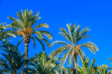 Obraz na płótnie Canvas Palm trees in a city park. Elche, province of Alicante. Spain