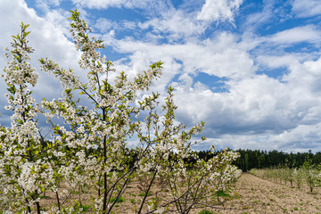 Blossoming of a young apple tree in a field in May