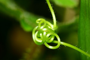 fresh beautiful golden gourd tree in nature for macro background