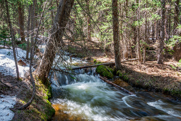 river in the forest