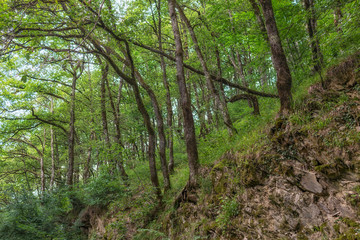 Fototapeta na wymiar The thick of the green forest on a cloudy day.